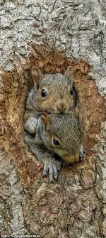 Pin On Squirrel