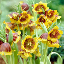 Our polyester bushes, stems and picks are ideal for both indoor and outdoor use. Buy Fritillaria Michailovskyi Michael S Flower Free Delivery