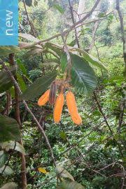 Image result for Uvaria edulis