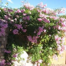 Image result for Podranea