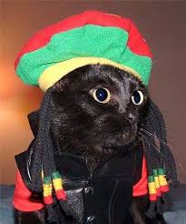 Is It Okay To Dress My Cat Up For Halloween Cattime Cat Costumes Cat Halloween Costume Pet Costumes