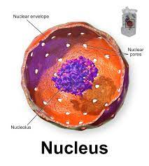 Nuclear Lamina And Nuclear Matrix Google Search Cell Organelles Eukaryotic Cell Cell
