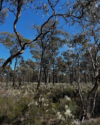 Image result for Crotalaria teretifolia