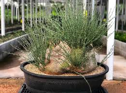 Image result for Adenia