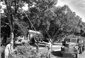We've found 50 tree service providers that are available to you in modesto. City Trees And Forestry Services Modesto Ca