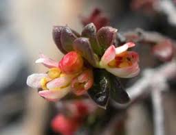 Image result for Phyllanthus ovalifolius