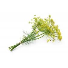 Check spelling or type a new query. Dill Seeds Anethum Graveolens Cena 1 60