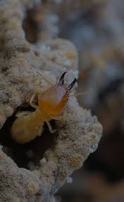 Diğer sınıflandırmalar (yalnızca bazı ülkeler için). All Pest Control Solutions Pest Control In Virginia