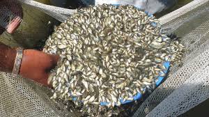 Monosex Tilapia Fish Farm Tilapia Seeds Farm In Bangladesh Tilapia Fish Farming Fish Farming Fish Hatchery
