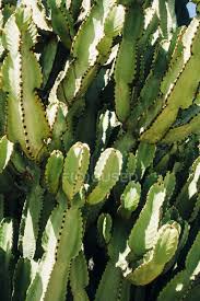 La pierna izquierda se siente apretada y adormecida. Spine Di Cactus Fotos De Stock Imagenes Sin Royalties Focused
