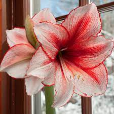Amaryllis Bulbs Dutch Flower Bulbs At Wholesale Prices Amaryllis Bulbs Amaryllis Bulb Flowers