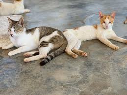 We are proud to provide the best customer service to our customers. Samaa Four Legged Furry Friends Abandoned Across Pakistan Under Lockdown