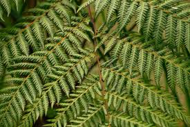 Image result for Cyatheaceae