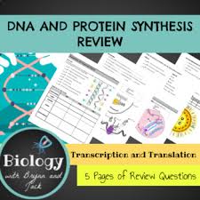 Worksheets are biology 3 transcription translation and mutations, genetics work biology with answers, fundamentals nucleic acids dna replication, molecular genetics, dna rna replication translation and transcription, tcss biology unit 2 genetics information. Transcription And Translation Practice Worksheets Tpt