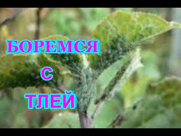 как избавиться от тли на вишне во время плодоношения Nashatyrnyj Spirt Super Sredstvo Ot Tli Na Derevyah I Na Kustah Opryskivaem Derevya Ot Tli Youtube
