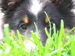 Sirona Shetland Sheepdogs Home Shetland Sheepdog Sheltie Sheltie Puppy