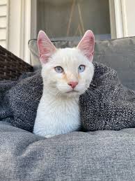 So I was granted a loving spirit this afternoon!! (I hope everyone enjoys  River's story) : r/CatDistributionSystem