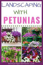 Landscaping With Petunias In 2020 Outdoor Decorating Backyard Petunias Petunia Flower