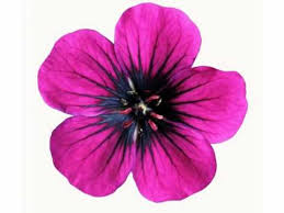 The sign for bouquet is done by first signing flower and then using a classifier type sign to show the flowers bunched together at the base you can learn american sign language (asl) online at american sign language university ™ asl resources. Flower American Sign Language For Flower Youtube