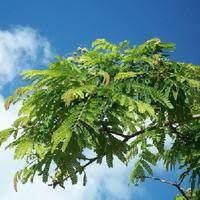 Image result for Albizia adianthifolia