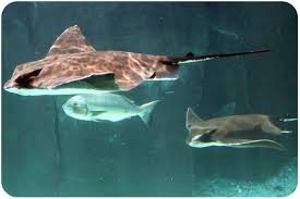 All four chambers of the heart responded. Cartilaginous Fish Read Biology Ck 12 Foundation