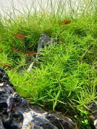Image result for Limnophila