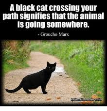 Whiskers Tails Pet Sitting Spring Hill Tn If A Black Cat Crosses Your Path On Friday The 13th Pet The Cat Facebook