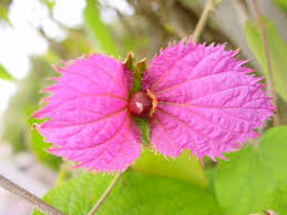 Image result for Dalechampia capensis