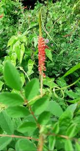 Image result for Indigofera hirsuta