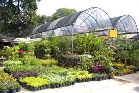 Plant Nursery Google Images Plants Ikea Garden Tropical Nursery