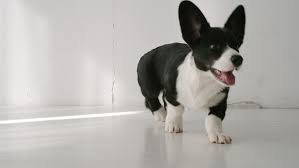 For your convenience, there is a search service on the main page of the site that would help you find images similar to corgi clipart black and white with nescessary type and size. Slow Motion Black And White Stock Footage Video 100 Royalty Free 1027826729 Shutterstock