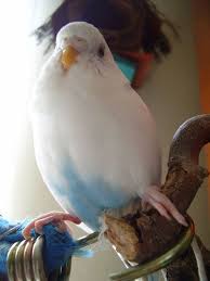 My Angel 3 Budgies Bird Budgies Cute Birds