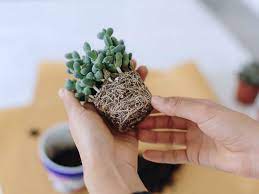 So it needs a distance of â½ inch/1. How To Repot Cacti And Succulents World Of Succulents