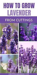 Image result for lavender cuttings