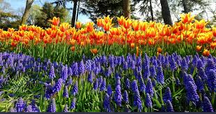 26 Gambar Pemandangan Bunga Lavender Bunga Lavender Juga Termasuk Pada Jenis Bunga Yang Dapat Hidup Menahun Termasuk Jenis Rumput Ru Pemandangan Bunga Gambar
