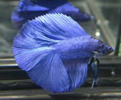 Learn about the causes, symptoms, and treatment for this bacterial disease that leads to deteriorating fins. Double Tail Betta Fish For Sale Bettafishforsale Org