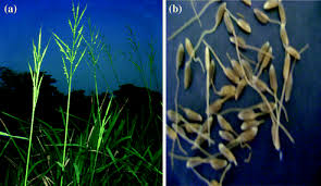 Image result for Oryza longistaminata