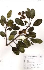 Image result for Ficus scassellatii