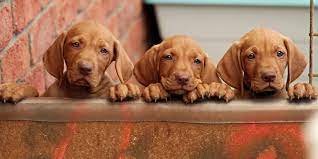 Maybe you would like to learn more about one of these? Puppies Hungarian Vizsla Club Of Nsw