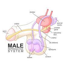 Hematospermia Metromale Clinic Fertility Center