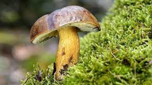 Ab ende november/anfang dezember beginnt die winterliche pilzzeit. Pilzkalender 2020 Pilze Sammeln Nach Saison Pfifferling Steinpilz Co