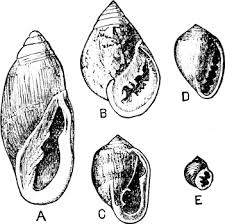 Image result for Sclerochiton nitidus