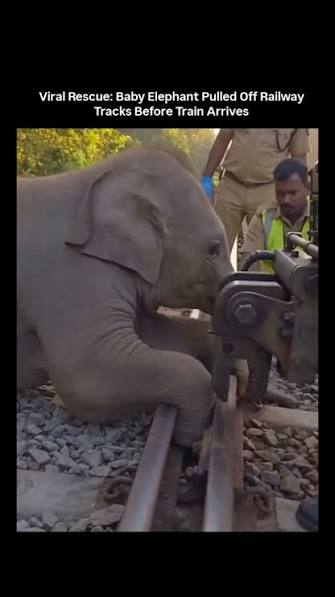 The X post shares a 30-second video of a baby elephant with its leg  positioned awkwardly on railway tracks as a train nears, followed by  officials in uniforms and safety vests using heavy rail tools ...