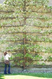Has been added to your cart. Anglesey Abbey Espalier Apple Tree Garden Trees Espalier Fruit Trees Fruit Trees