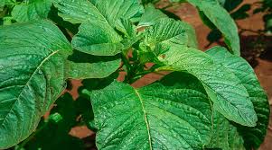 Image result for Amaranthus dubius