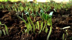 Watering about every 3 days when there's no rain, has resulted in the best production in my garden. Fenugreek Production In India Wikipedia