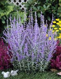 Russian sage flower essence, inner shift, transition, abundance, lightness, heart healing, positive direction, spiritual maturity well you're in luck, because here they come. Perovskia Atriplicifolia Little Spire August September 0 6 X 0 6 Perovskia Blue Spire Perovskia Little Spire Blue Perennials