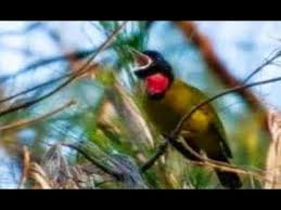 Check spelling or type a new query. Kicau Burung Samyong Unik Dan Istimewa Istibes By Bintang Kicau