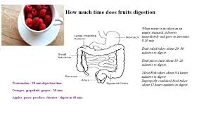 Time Taken For Fruit Digestion