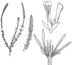 Image result for Hebenstretia